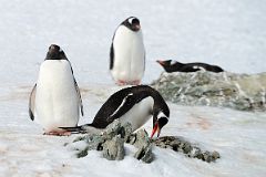 11D Gentoo Penguin Picking Up Small Rocks For Nest On Danco Island On Quark Expeditions Antarctica Cruise.jpg